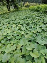 팜모닝 고구마·자유게시판 게시글 이미지