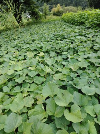 이연화님의 고구마 · 자유게시판 작성글 사진