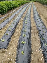 팜모닝 마늘·일상 게시글 이미지