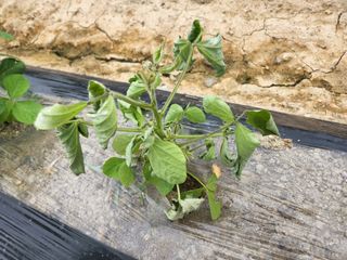 금우님의 콩 · 병해충상담 작성글 사진