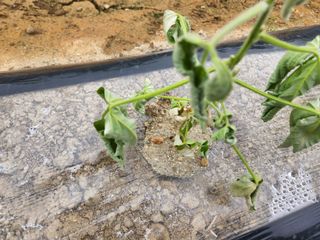 금우님의 콩 · 병해충상담 작성글 사진