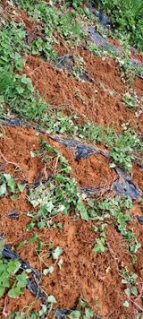 팜모닝 고구마·자유게시판 게시글 이미지