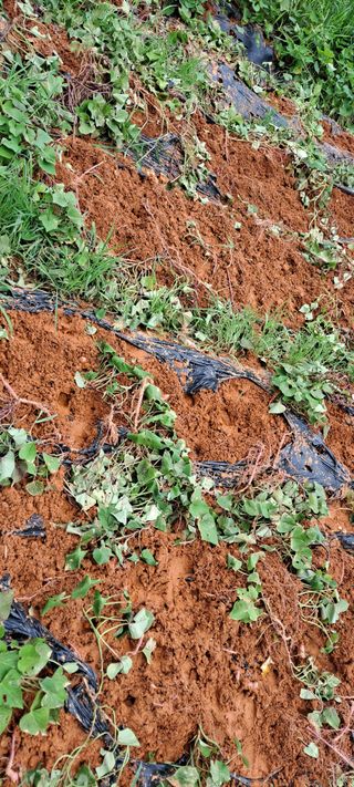보리수농장최해두입니님의 고구마 · 자유게시판 작성글 사진