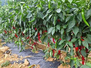 알 수 없음님의 고추 · 수확 작성글 사진