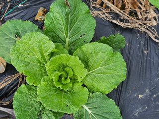 알 수 없음님의 배추 · 일상 작성글 사진