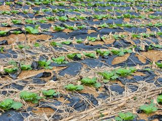 알 수 없음님의 배추 · 일상 작성글 사진