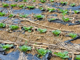 알 수 없음님의 배추 · 일상 작성글 사진