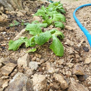 오정석님의 기타작물 · 자유게시판 작성글 사진
