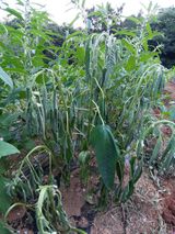 팜모닝 참깨·병해충상담 게시글 이미지