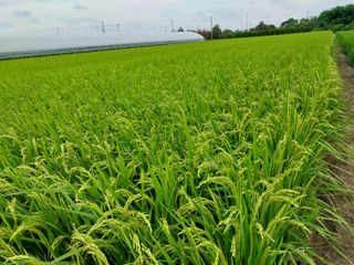 선종이님의 벼 · 자유게시판 작성글 사진