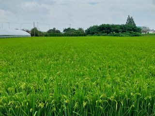 선종이님의 벼 · 자유게시판 작성글 사진