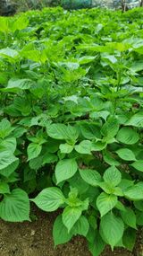 팜모닝 들깨·병해충상담 게시글 이미지