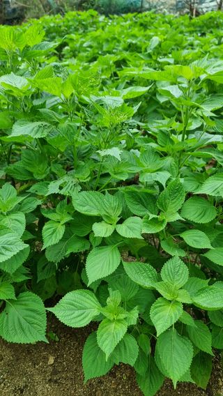 이석형님의 들깨 · 병해충상담 작성글 사진