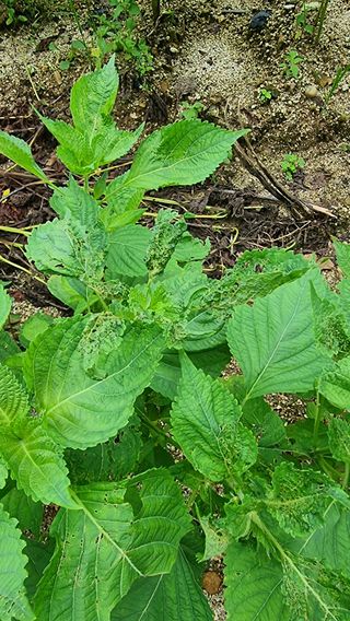 이석형님의 들깨 · 병해충상담 작성글 사진