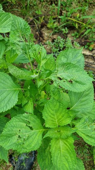 이석형님의 들깨 · 병해충상담 작성글 사진