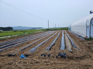 윤창기님의 배추 · 파종•정식 작성글 사진