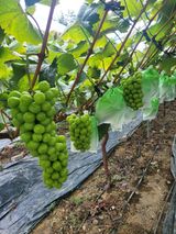 팜모닝 O학년 △반 이세요?·참여글 게시글 이미지