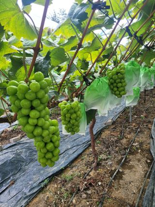 이원규님의 O학년 △반 이세요? · 참여글 작성글 사진