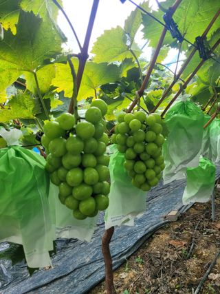 이원규님의 O학년 △반 이세요? · 참여글 작성글 사진