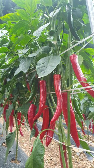 인생은 소풍처럼님의 고추 · 병해충상담 작성글 사진