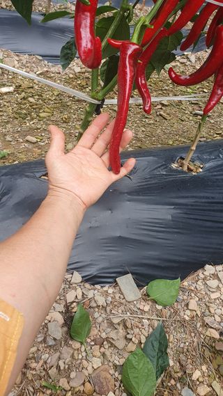 인생은 소풍처럼님의 고추 · 병해충상담 작성글 사진