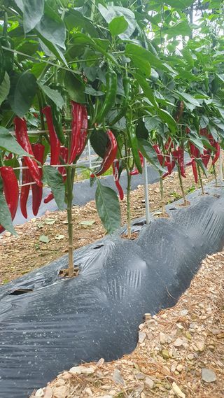 인생은 소풍처럼님의 고추 · 병해충상담 작성글 사진