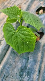 팜모닝 오이·자유게시판 게시글 이미지