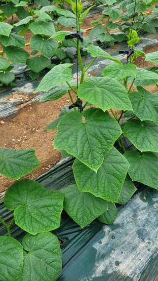 최종진님의 오이 · 자유게시판 작성글 사진