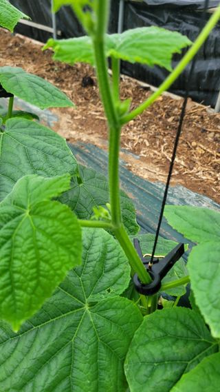 최종진님의 오이 · 자유게시판 작성글 사진