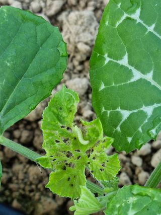 효미니농장님의 호박 · 병해충상담 작성글 사진