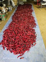 팜모닝 O학년 △반 이세요?·참여글 게시글 이미지