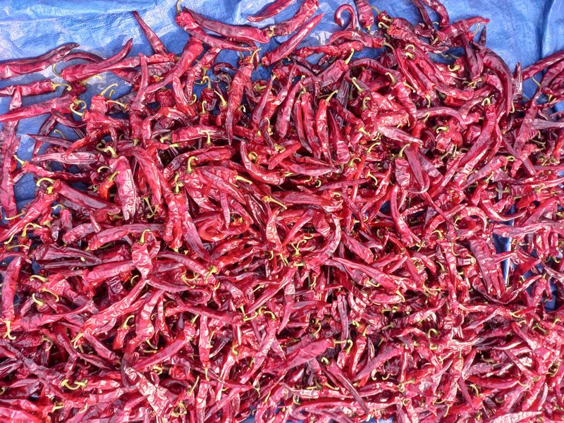 장터 상품 [건 고추 매운맛] 썸네일