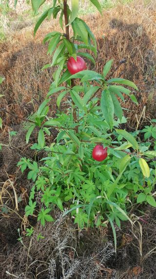 이양호님의 O학년 △반 이세요? · 참여글 작성글 사진