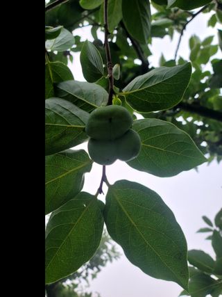 이양호님의 O학년 △반 이세요? · 참여글 작성글 사진