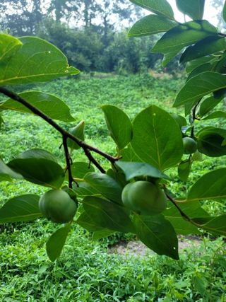 이양호님의 O학년 △반 이세요? · 참여글 작성글 사진
