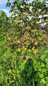 팜모닝 두릅·병해충상담 게시글 이미지