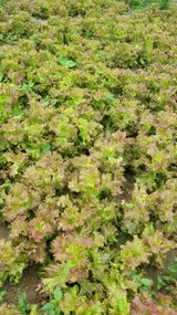 팜모닝 상추·자유게시판 게시글 이미지