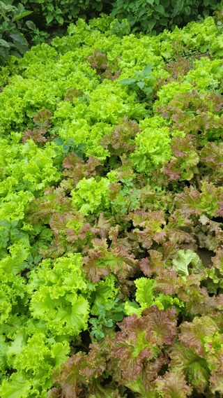 방랑삿갓님의 상추 · 자유게시판 작성글 사진