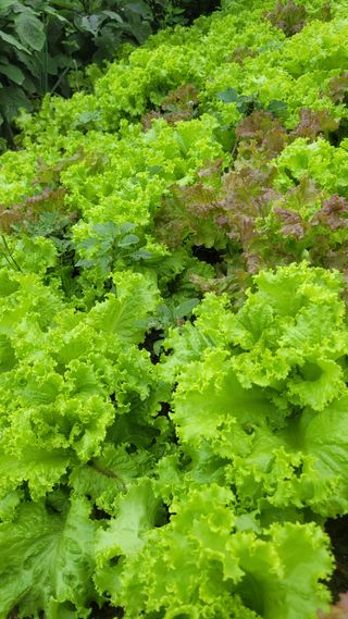 방랑삿갓님의 상추 · 자유게시판 작성글 사진