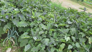 방랑삿갓님의 상추 · 자유게시판 작성글 사진