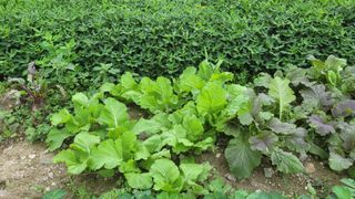 방랑삿갓님의 상추 · 자유게시판 작성글 사진