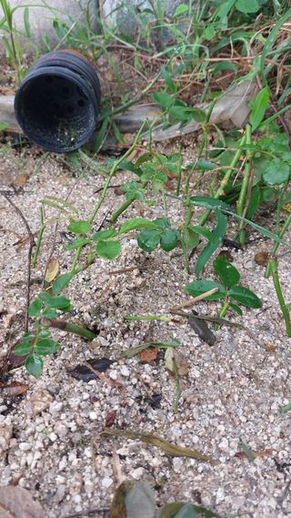 김충구내 집 예쁘게님의 자유주제 · 자유게시판 작성글 사진