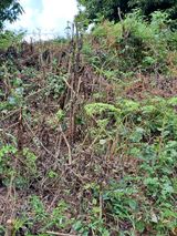 팜모닝 자유주제·자유게시판 게시글 이미지