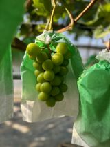 팜모닝 O학년 △반 이세요?·참여글 게시글 이미지