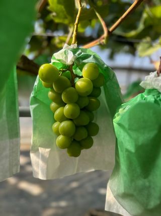 이레농장님의 O학년 △반 이세요? · 참여글 작성글 사진