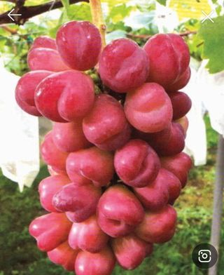 이레농장님의 O학년 △반 이세요? · 참여글 작성글 사진