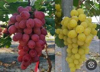 이레농장님의 O학년 △반 이세요? · 참여글 작성글 사진