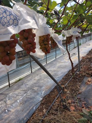 이레농장님의 O학년 △반 이세요? · 참여글 작성글 사진