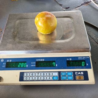 곽철수님의 자두 · 자유게시판 작성글 사진