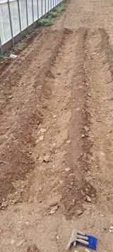 팜모닝 상추·자유게시판 게시글 이미지